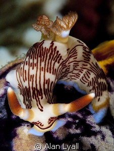 Nembrotha lineolata on golden sea squirt (Polycarpa aurata) by Alan Lyall 